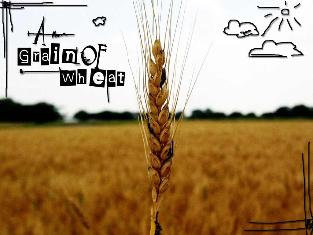 One wheat mark. Wheat Kernels. Буклеты ферма пшеница. Grain Analysis Card Wheat expertise.